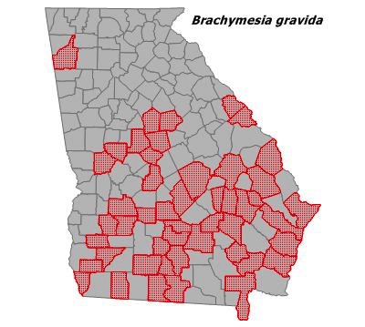Brachymesia gravida
(Four-Spotted Pennant)